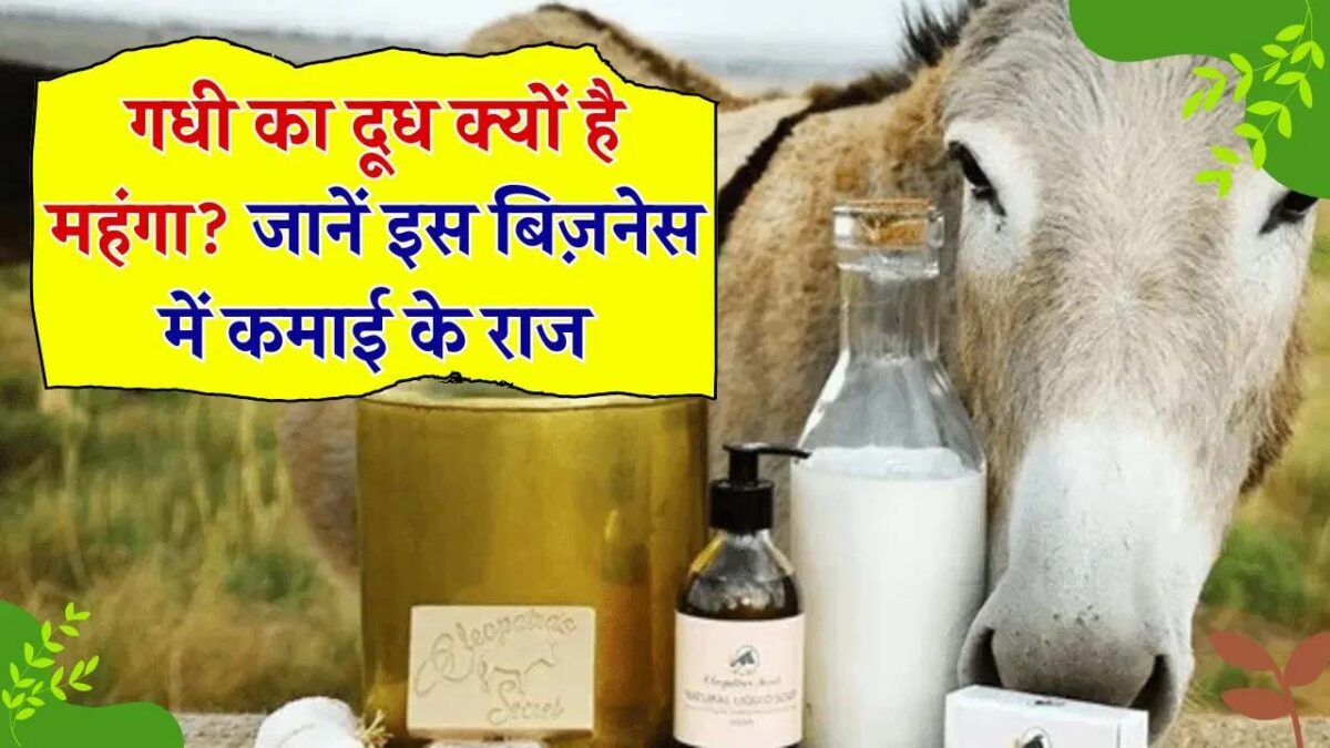 Business Idea: इसका दूध बिक रहा 7 हजार रुपए प्रति लीटर, ऐसे शुरू करें बिजनेस