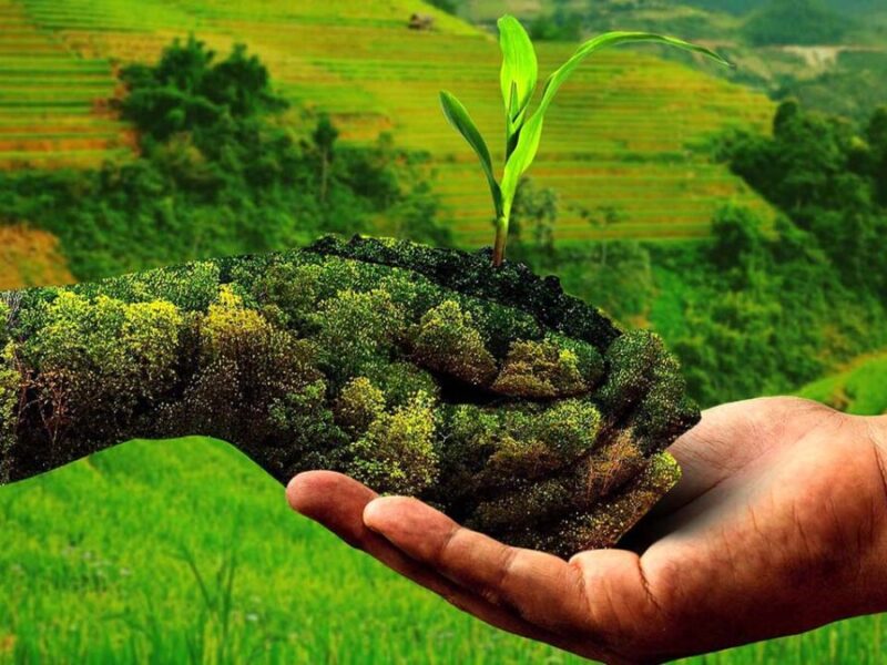 Business Idea: प्राकृतिक खेती से आप भी कमा सकते हैं हजारों रुपए महीना, ऐसे करें शुरुआत