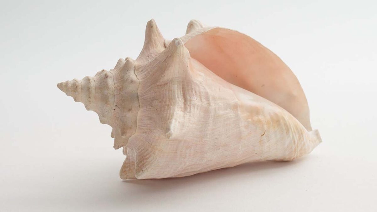 Vastu Tips for Conch: जानिए घर में शंख रखने के नियम और लाभ क्‍या हैं?