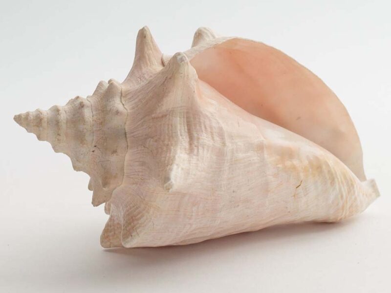 Vastu Tips for Conch: जानिए घर में शंख रखने के नियम और लाभ क्‍या हैं?