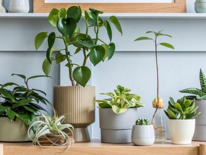 Vastu Tips for plants at home: चाहते हैं आपके पास हो खूब रुपये तो अपनाएं ये वस्तु टिप्स