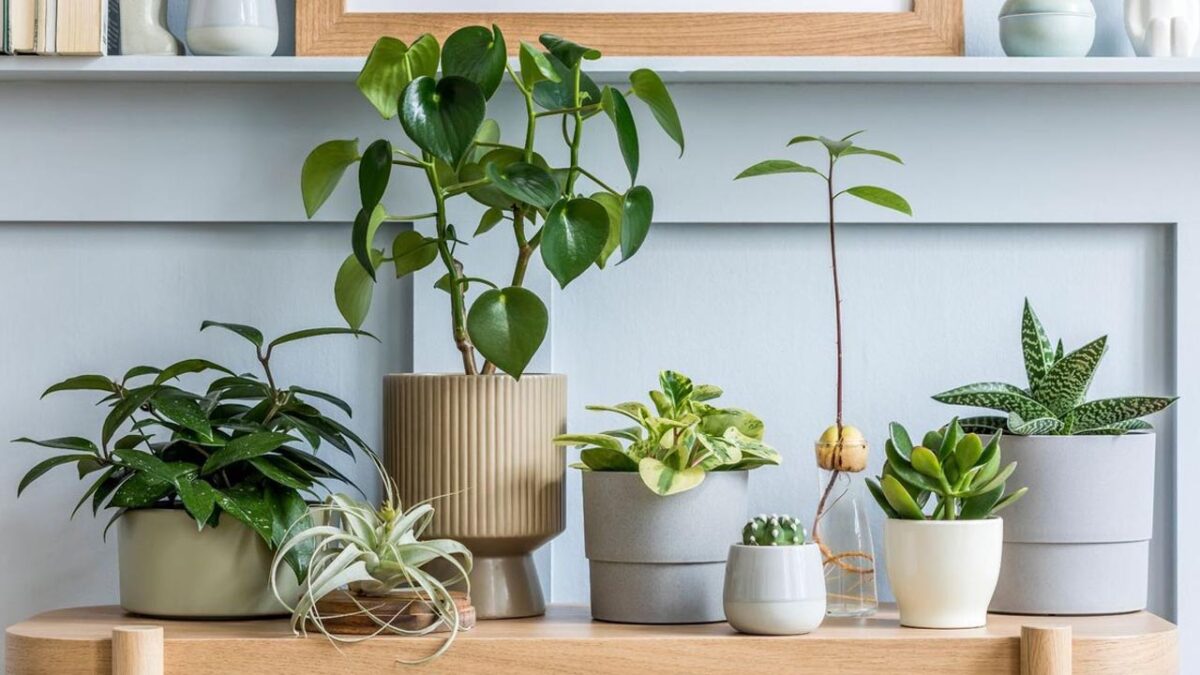 Vastu Tips for plants at home: चाहते हैं आपके पास हो खूब रुपये तो अपनाएं ये वस्तु टिप्स