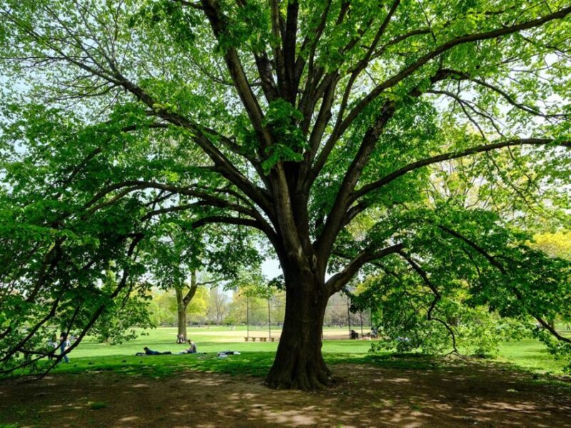 Vastu Tips for trees: घर के बाहर या अंदर ये पेड़ न लगाएं, होगी धन हानि, जानें क्या कहता है वस्तु शास्त्र?