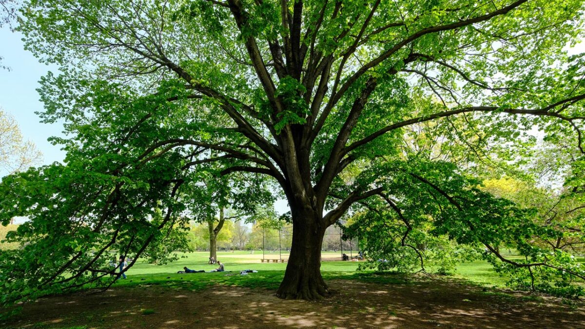 Vastu Tips for trees: घर के बाहर या अंदर ये पेड़ न लगाएं, होगी धन हानि, जानें क्या कहता है वस्तु शास्त्र?