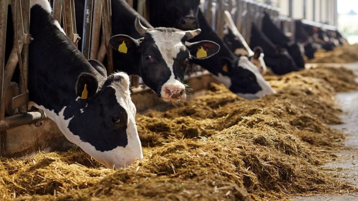 SBI Animal Husbandry Loan Scheme 2025: बिना गारंटी 10 लाख रुपये का लोन दे रहा एसबीआई, जानें प्रोसेस
