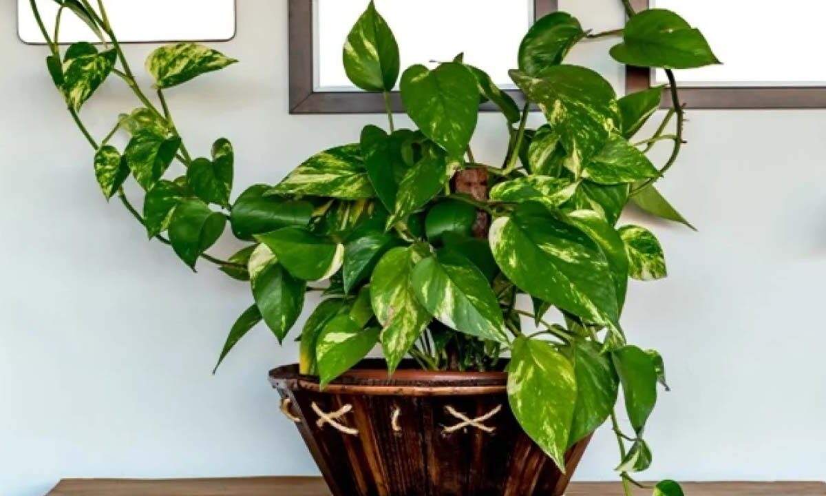 Vastu Tips For Money Plant: मनी प्‍लांट के ये वास्‍तु टिप्‍स भर देंगे आपकी झोली