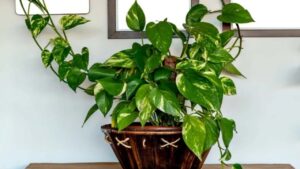 Vastu Tips For Money Plant: मनी प्‍लांट के ये वास्‍तु टिप्‍स भर देंगे आपकी झोली