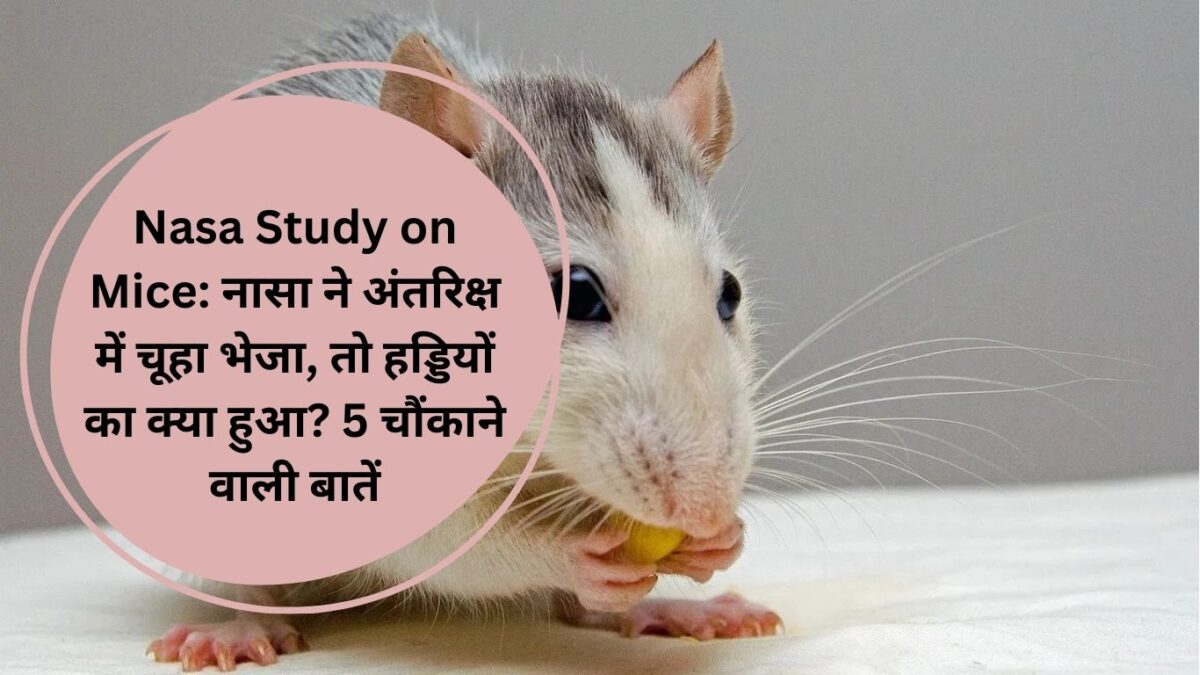 Nasa Study on Mice: नासा ने अंतरिक्ष में चूहा भेजा, तो हड्डियों का क्या हुआ? 5 चौंकाने वाली बातें